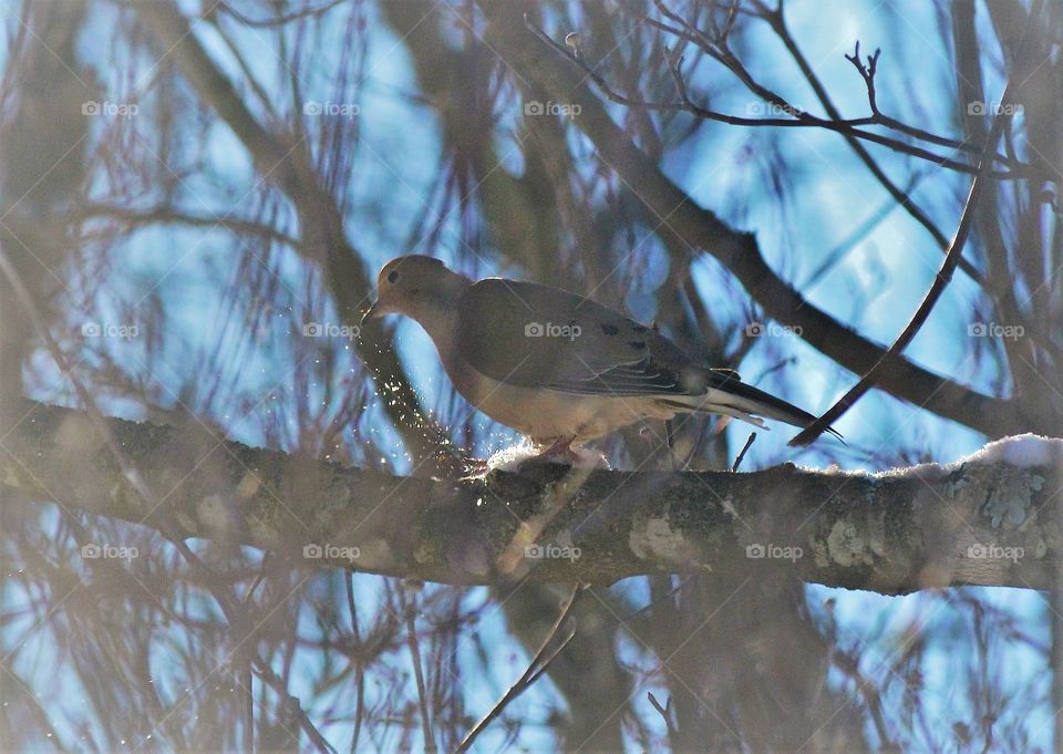 Mourning dove