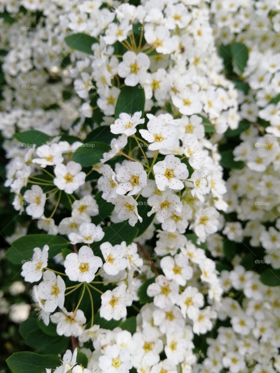 Small flowers