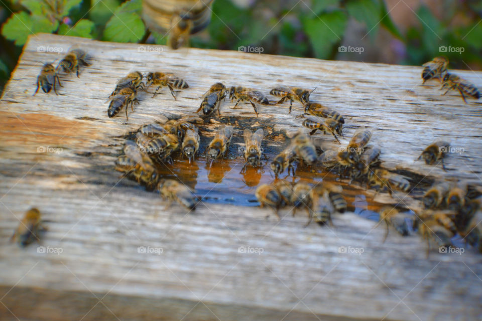 Пчëлы
Bees