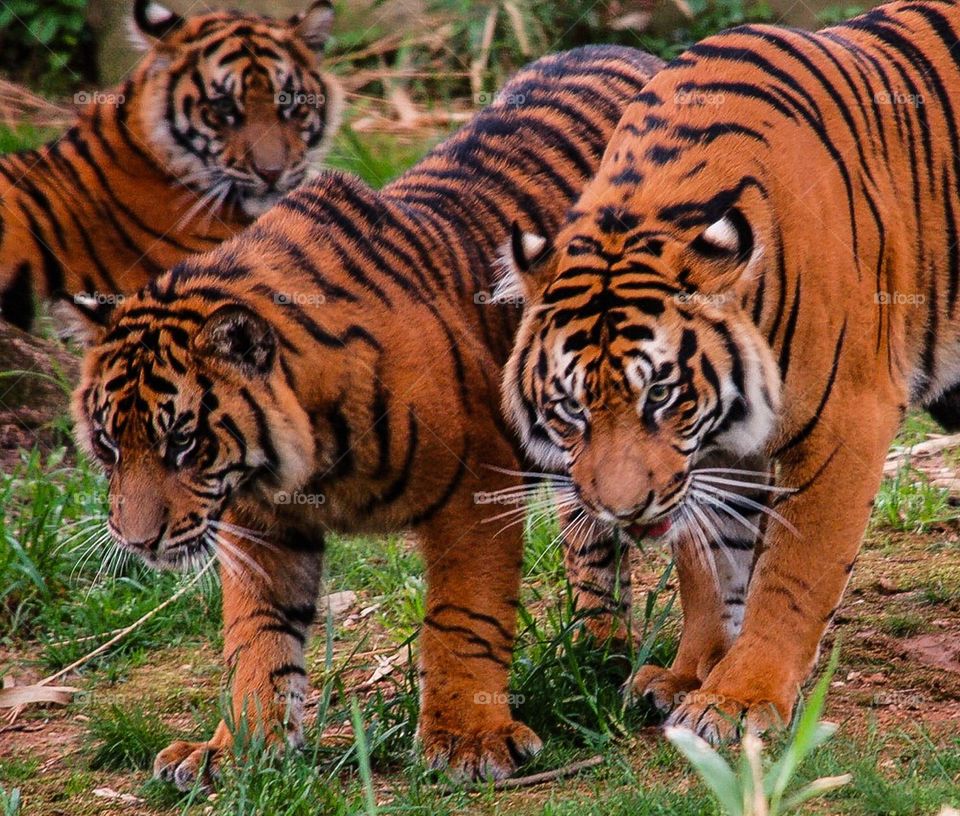 Three Tigers