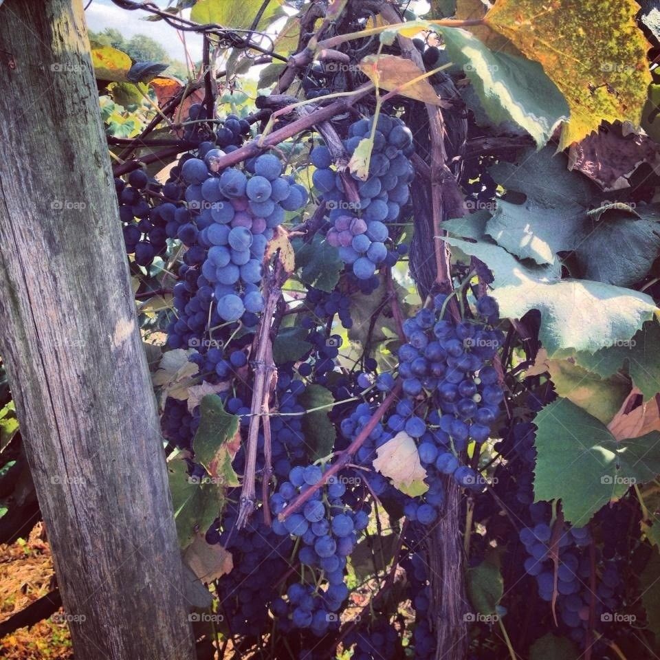 Grapes on Lake Erie 