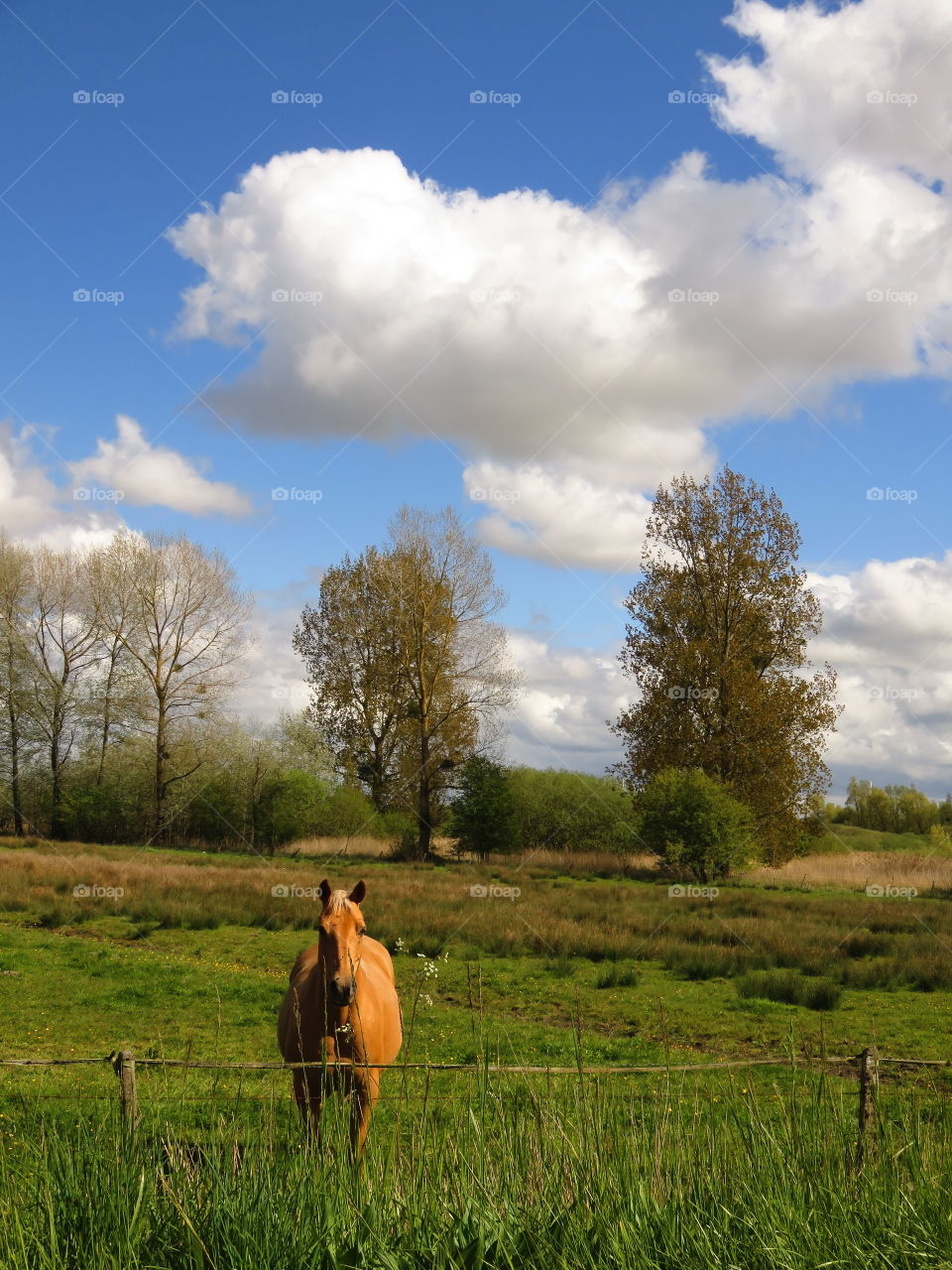 rural landscape 