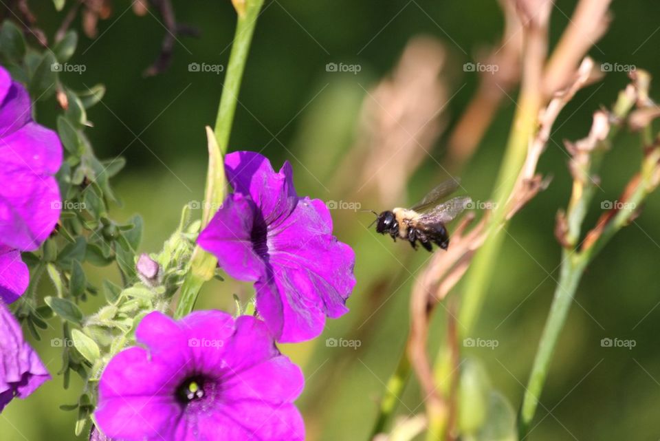 In Coming! Pollen here I come!