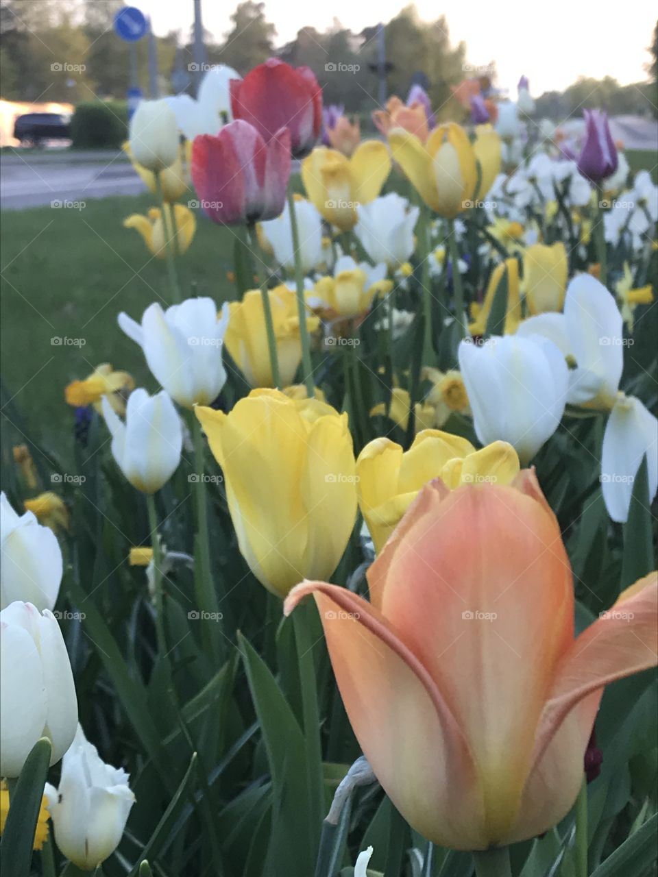 Spring tulips in bloom