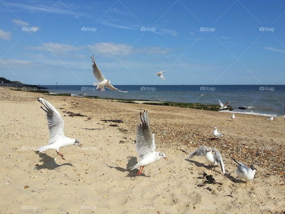 Hungry seagulls, flying, beach, Felixstowe, England