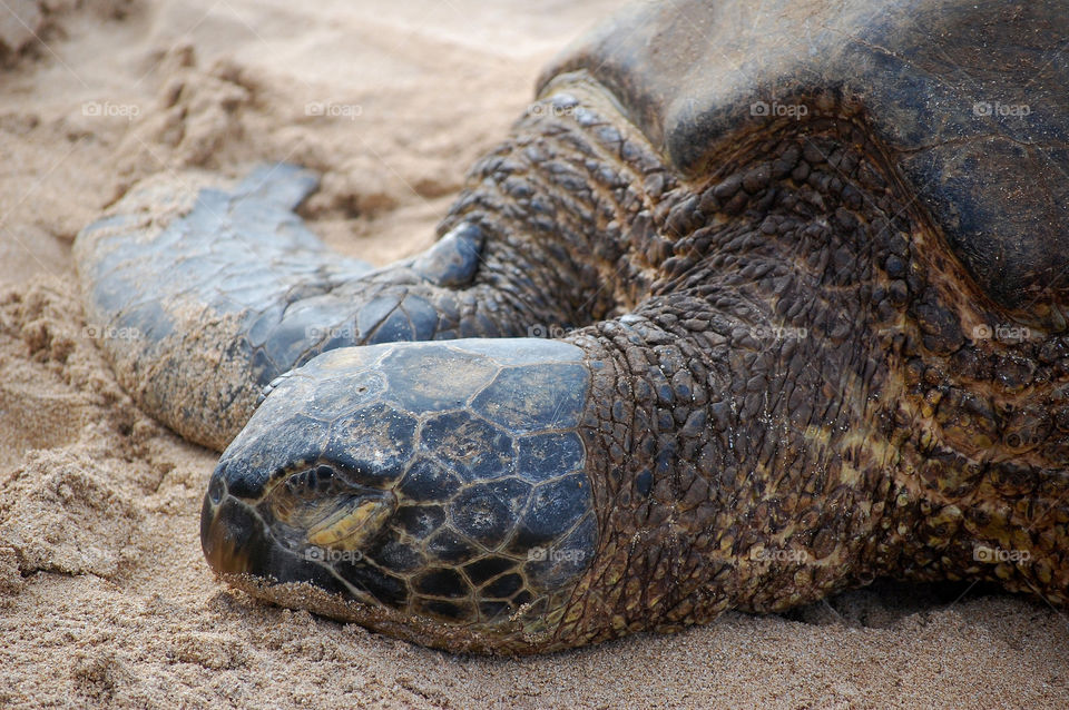 Honu -- Hawaiian word for sea turtle 