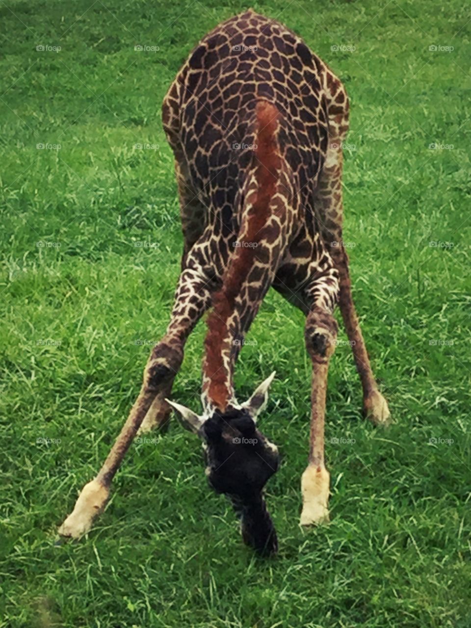 This is a baby giraffe at the Cleveland metro parks zoo.