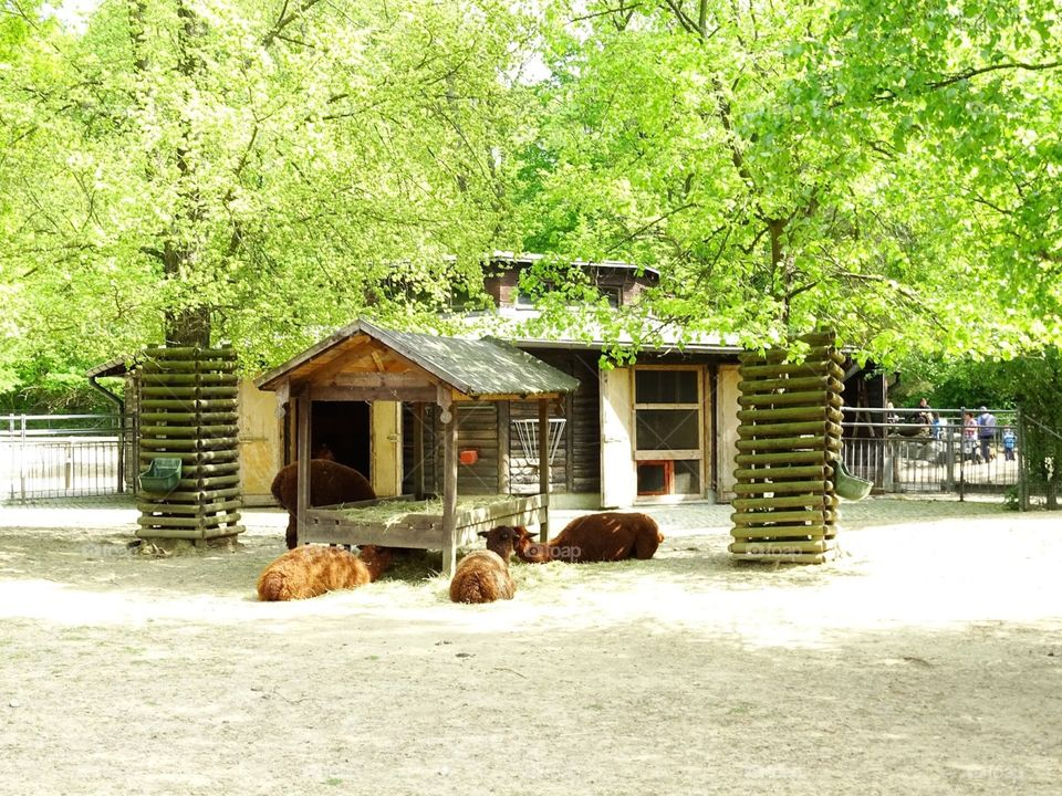 Group of lamas