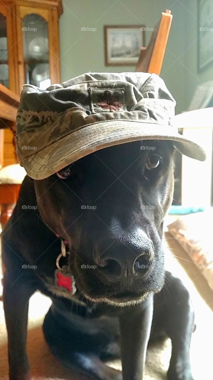 My dog was convinced to wear a hat and she had the cutest look on her face.