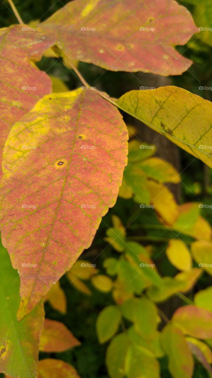 Leaves of autumn