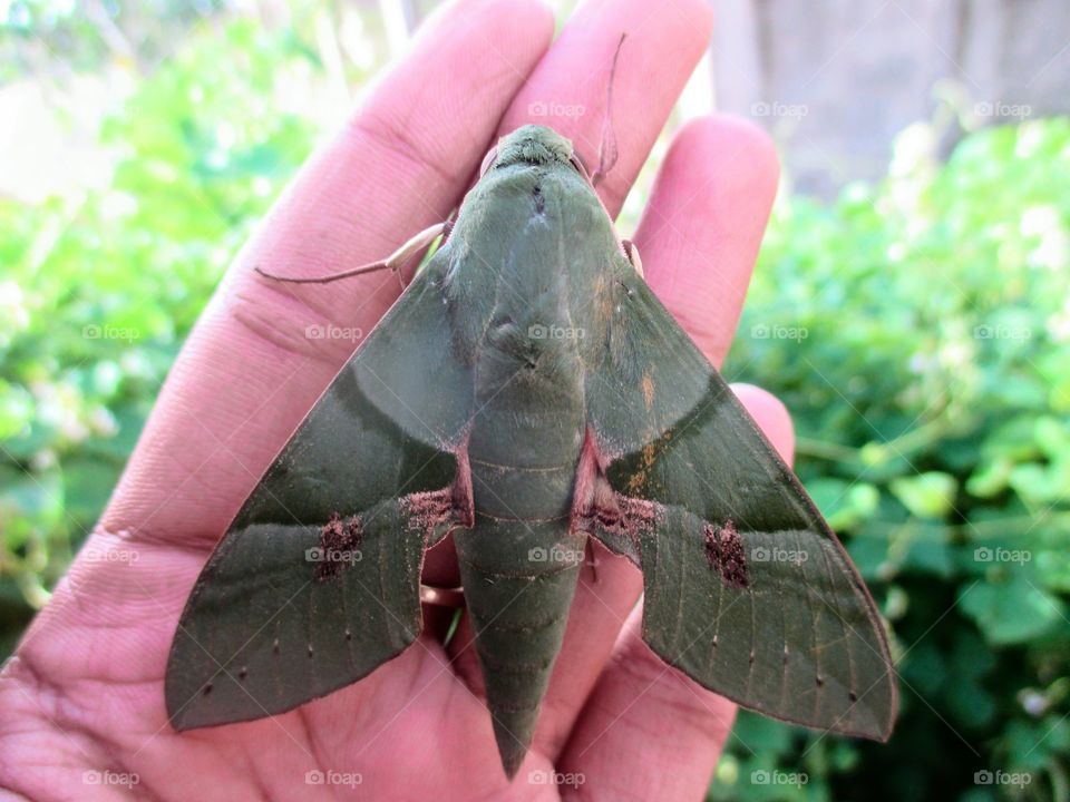 Gaudy Sphinx moth