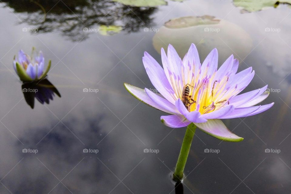 Water lilies pleases eyes.