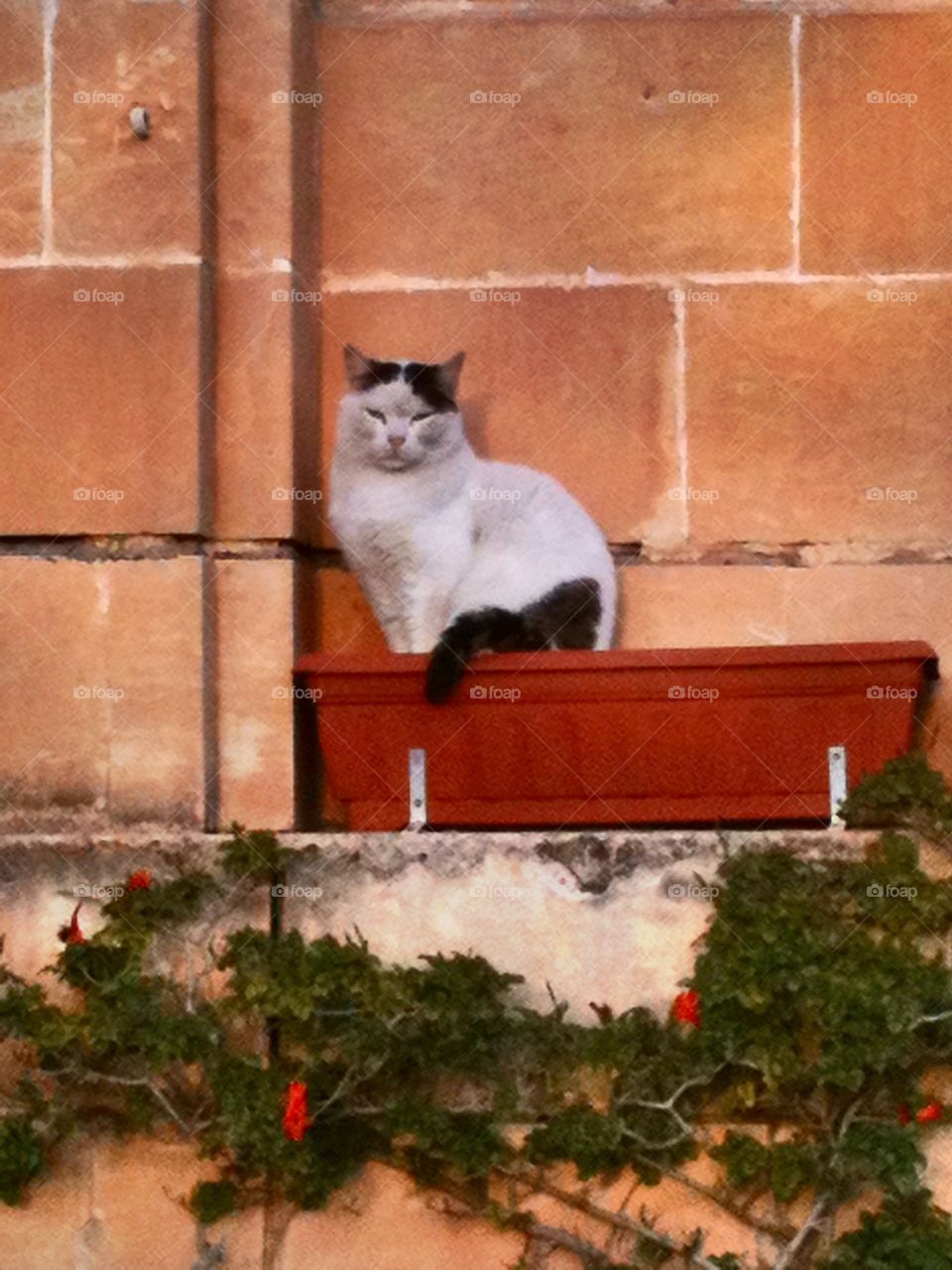 Cat in plant pot