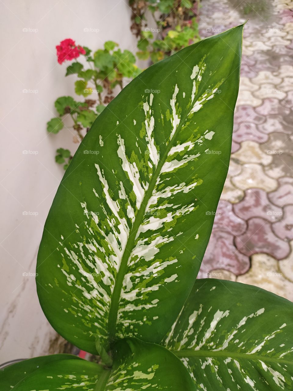 Nature : the great painter