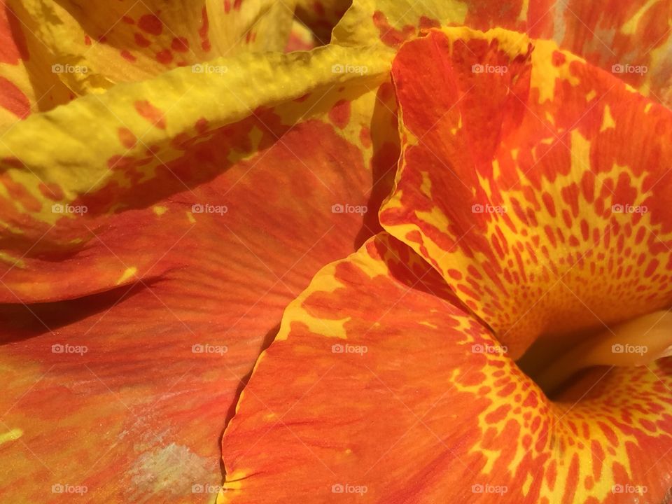 Orange lily