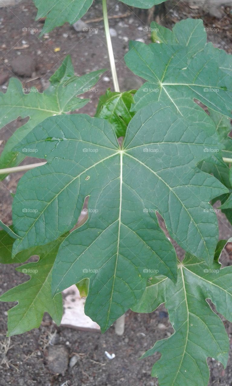 leaf