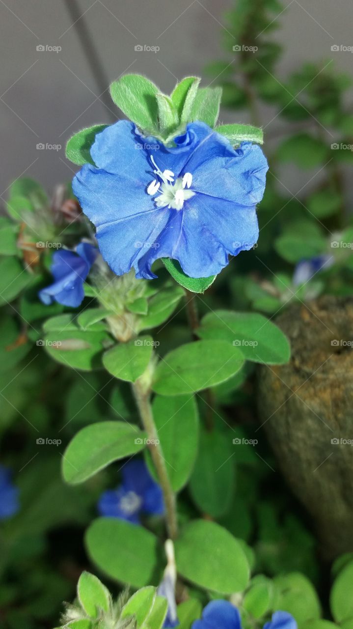 tiny blue flower