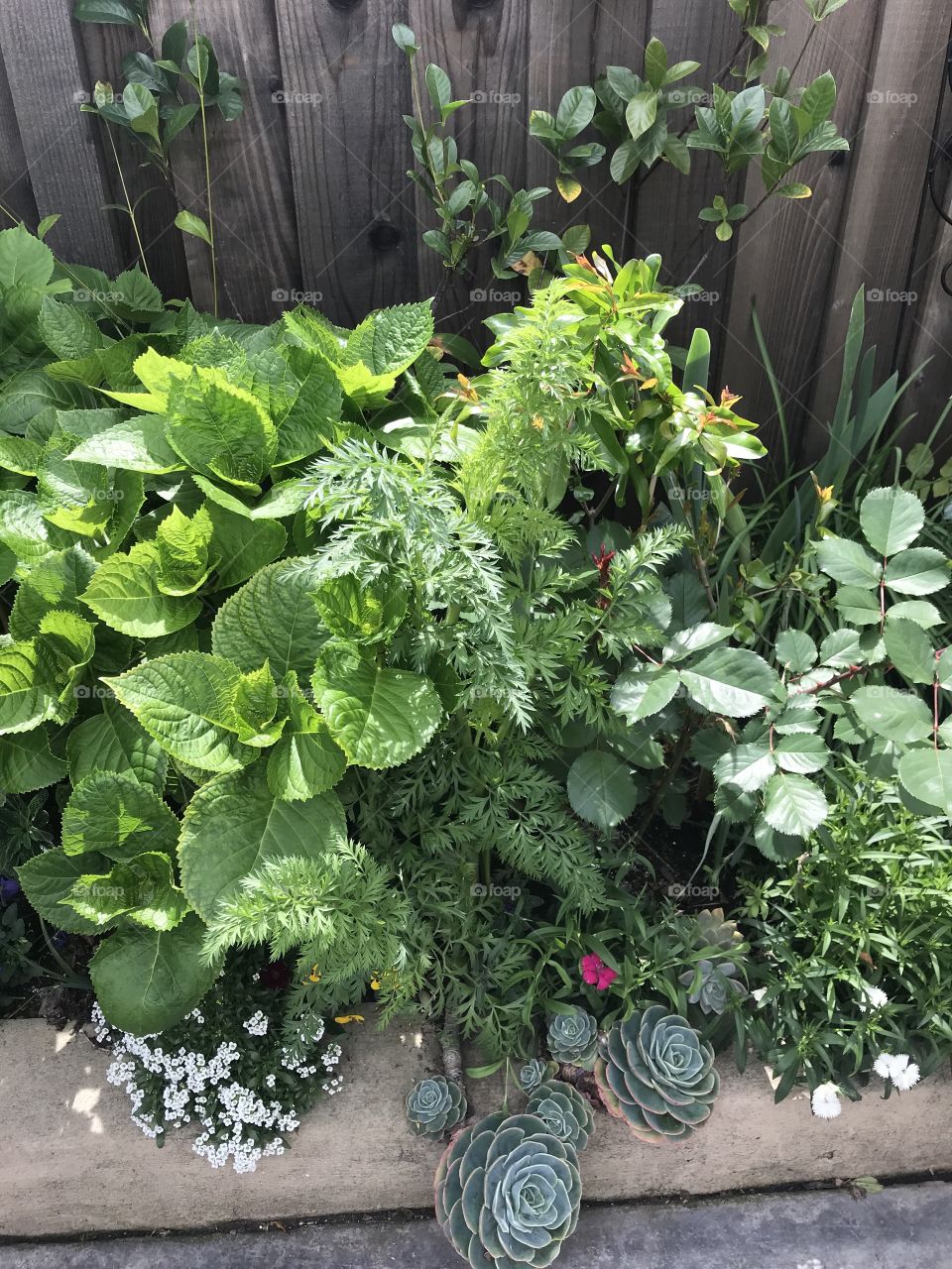 Border plants before blooming 