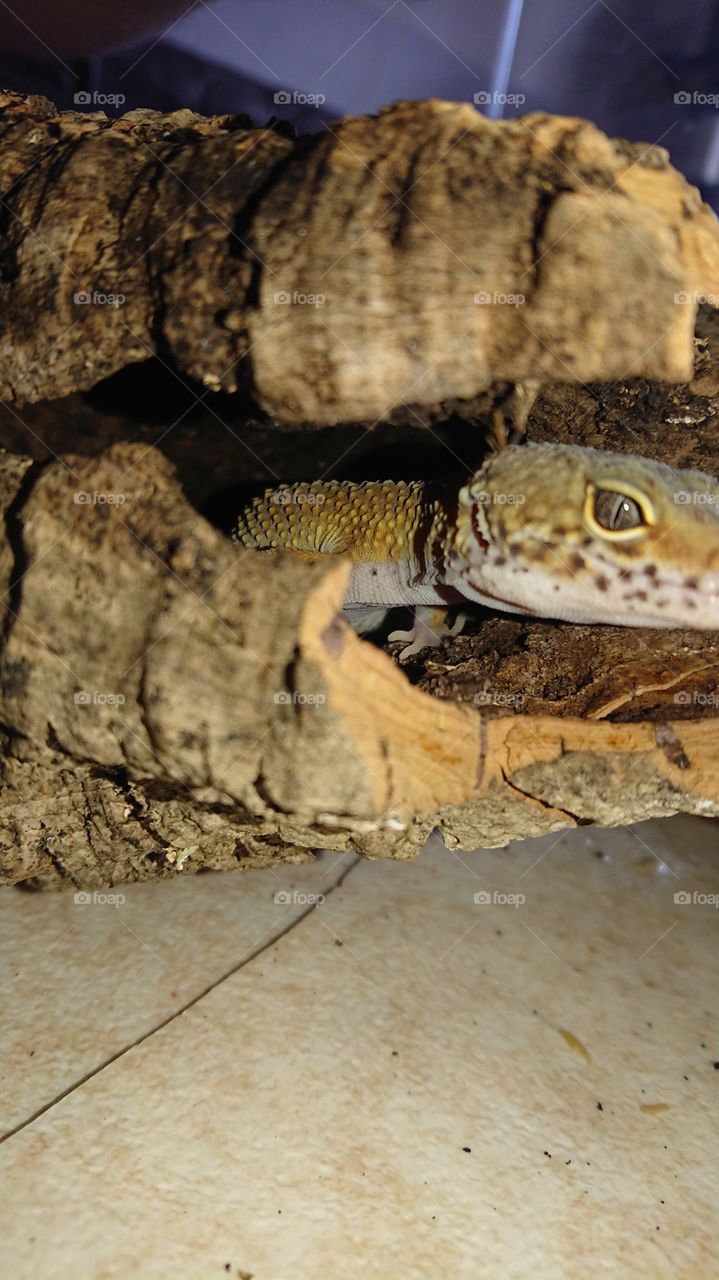 Leopard gecko