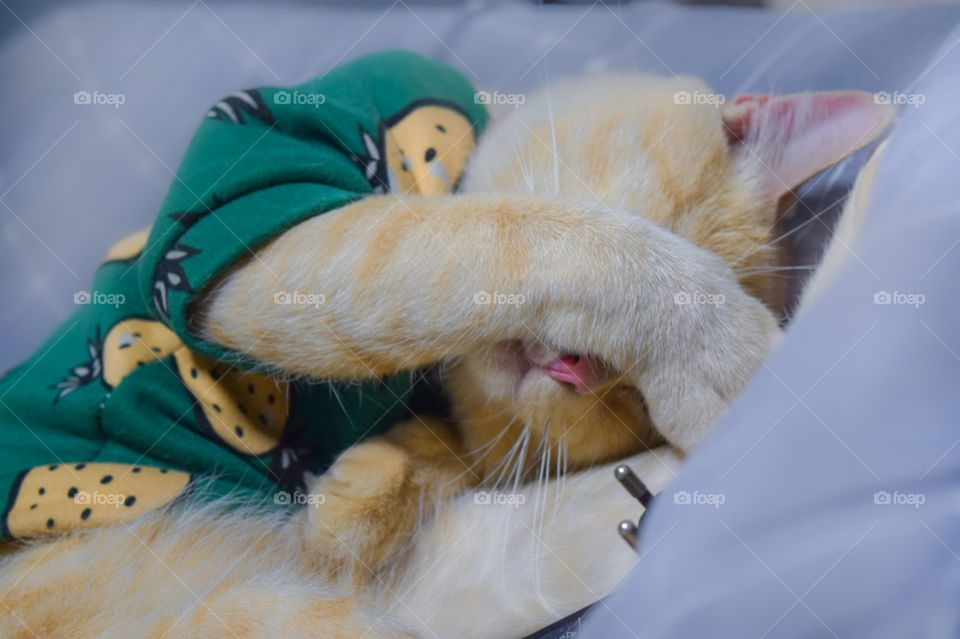 cat and his sleeping position