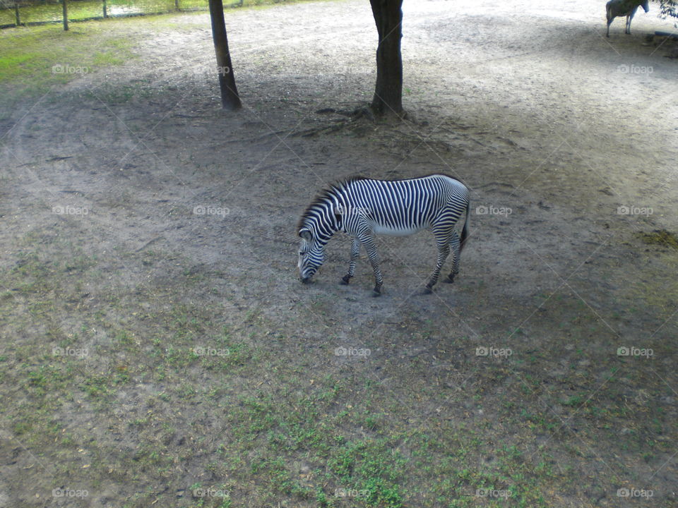 Grevy's Zebra grazing