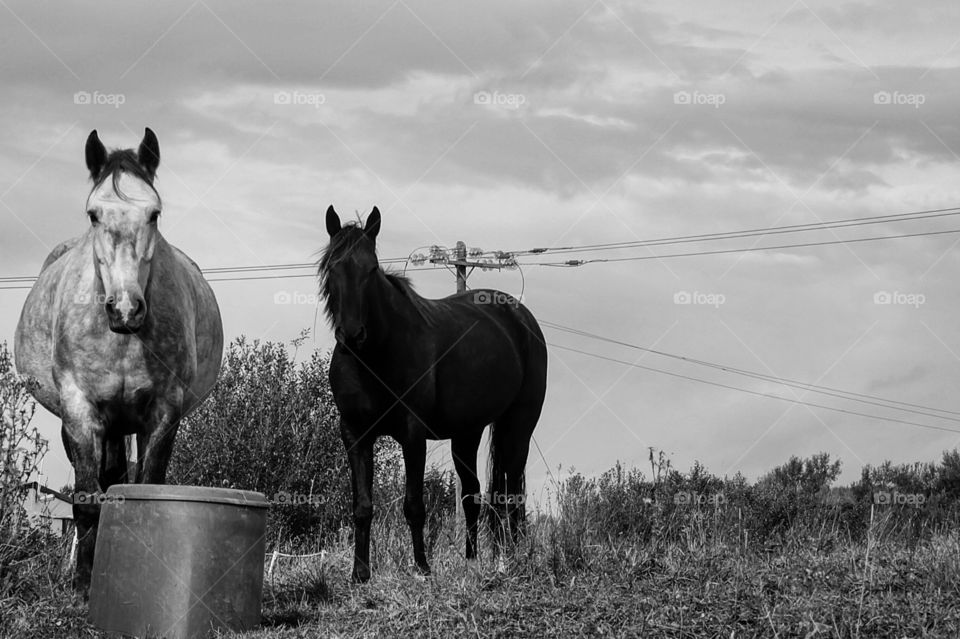 horses, Donegal