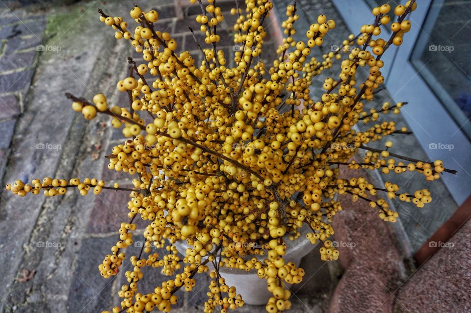 Yellow berries on plant