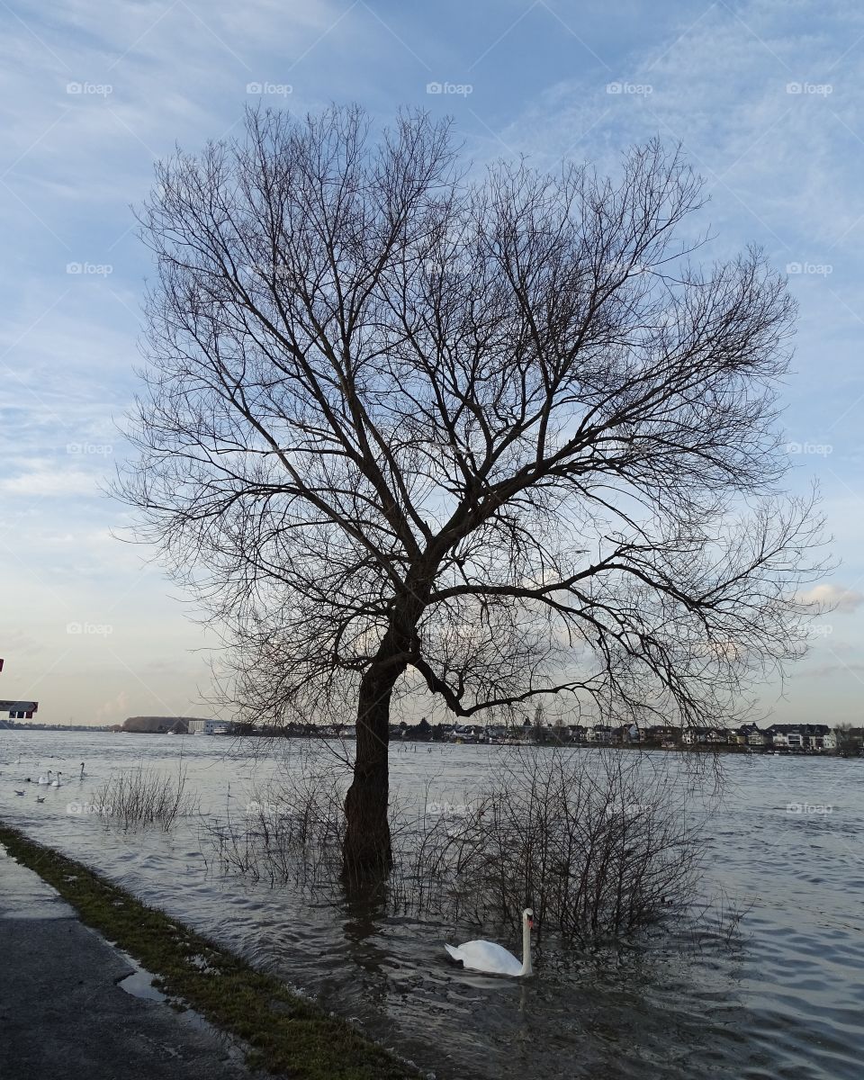 Hochwasser in Bonn