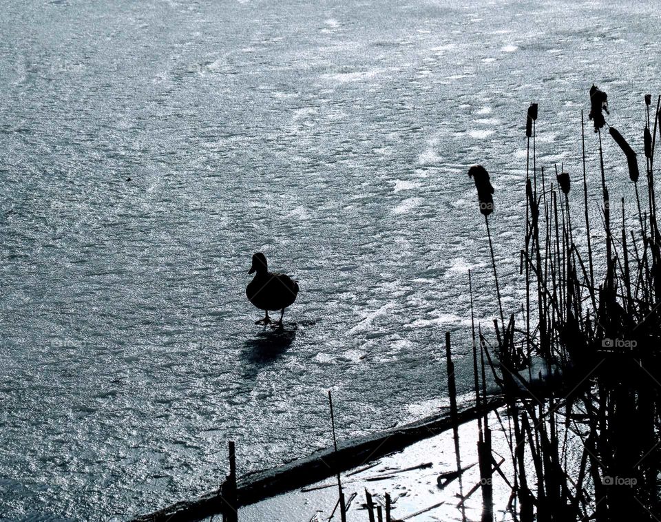 Walking Duck on ice