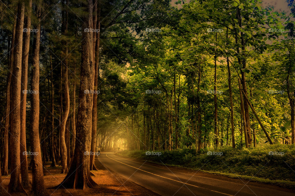 forest at malang city