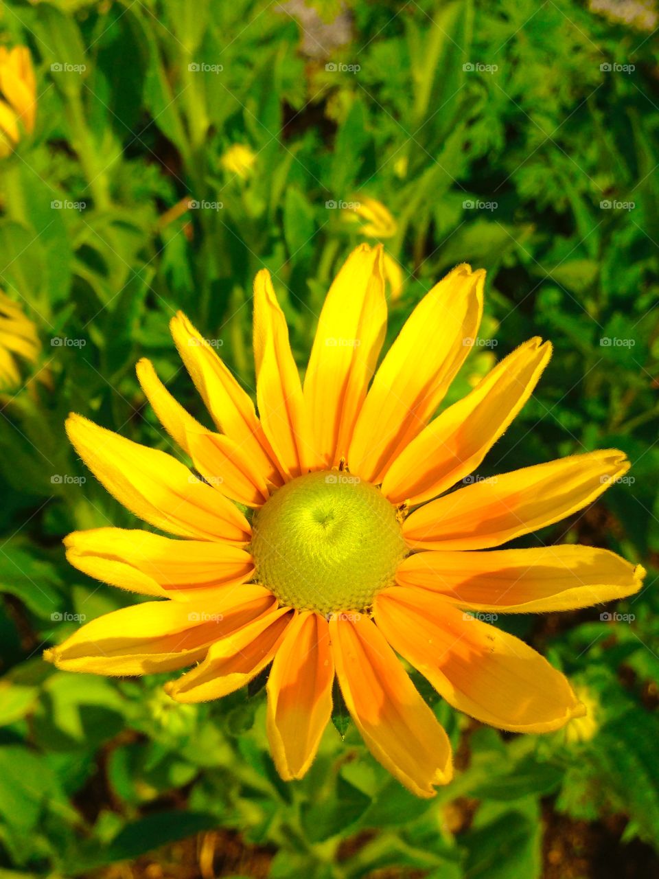 Yellow . Yellow flower!