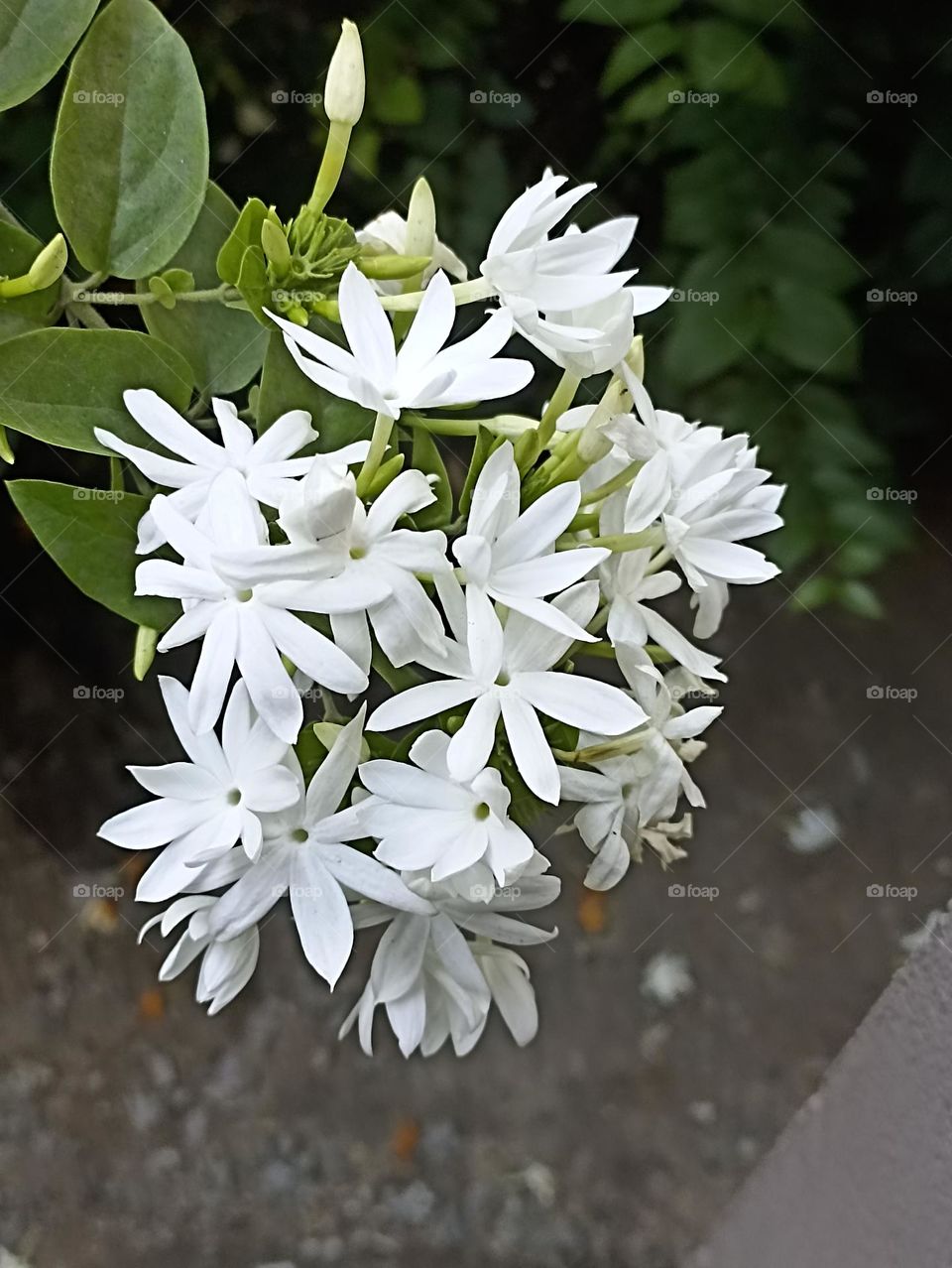 white bed of fragrance with buds and blooms