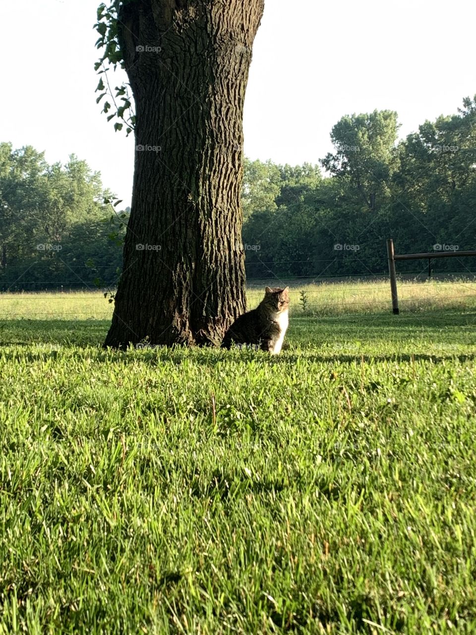 A grey tabby sitting in the grass by a large tree in the sunlight, blurred trees and a bright sky in the background