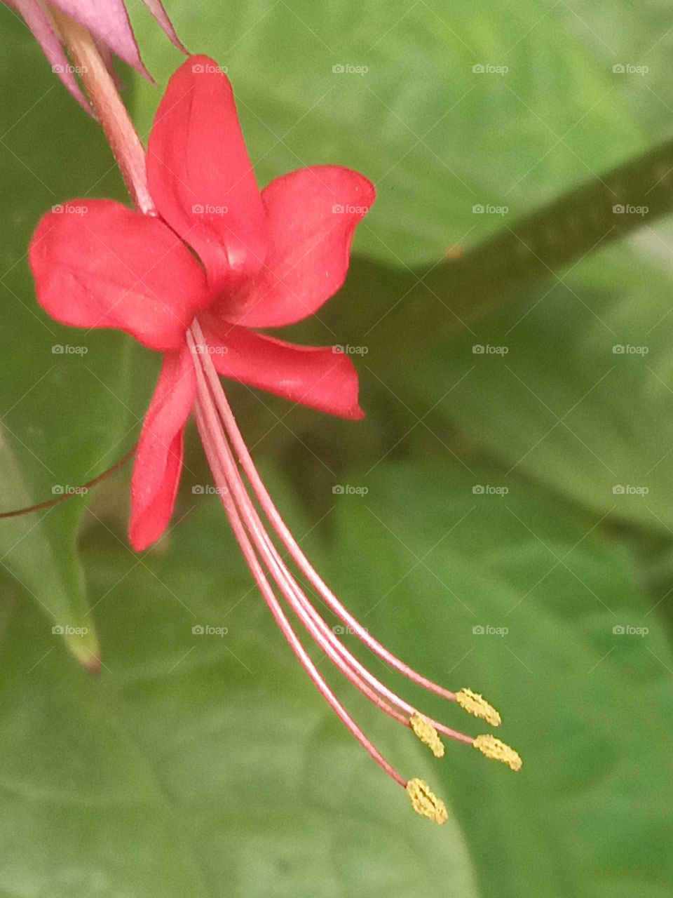 jamaican special bloom