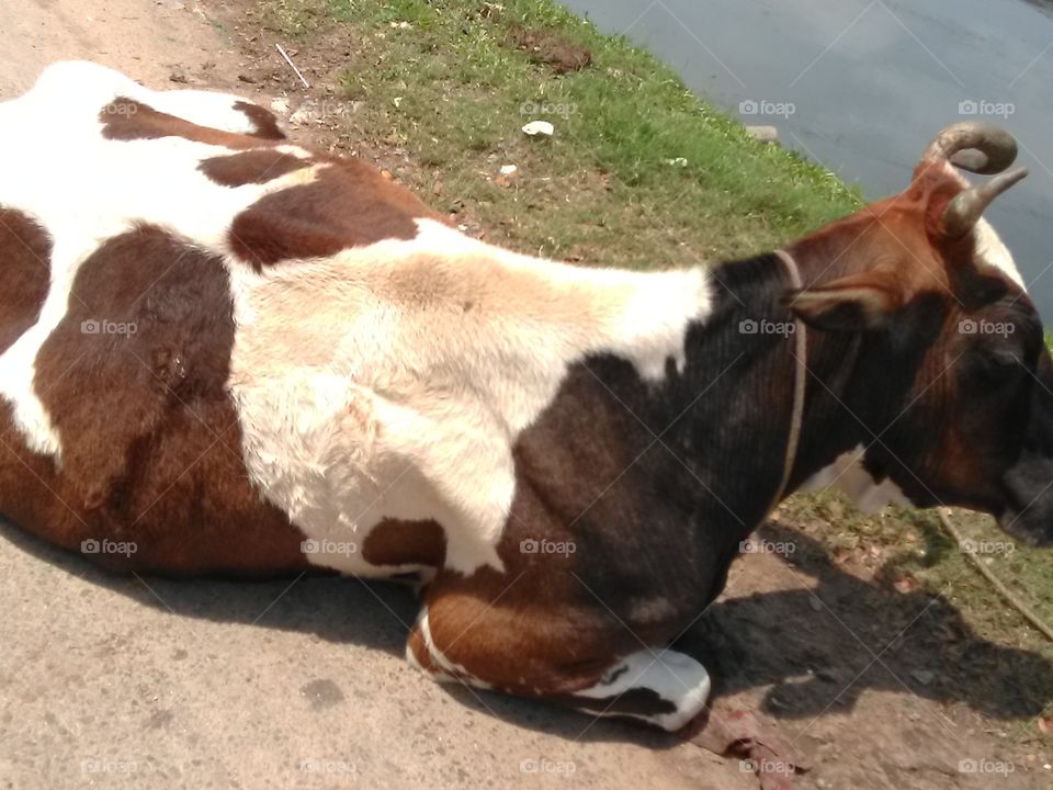 A lakeside cow