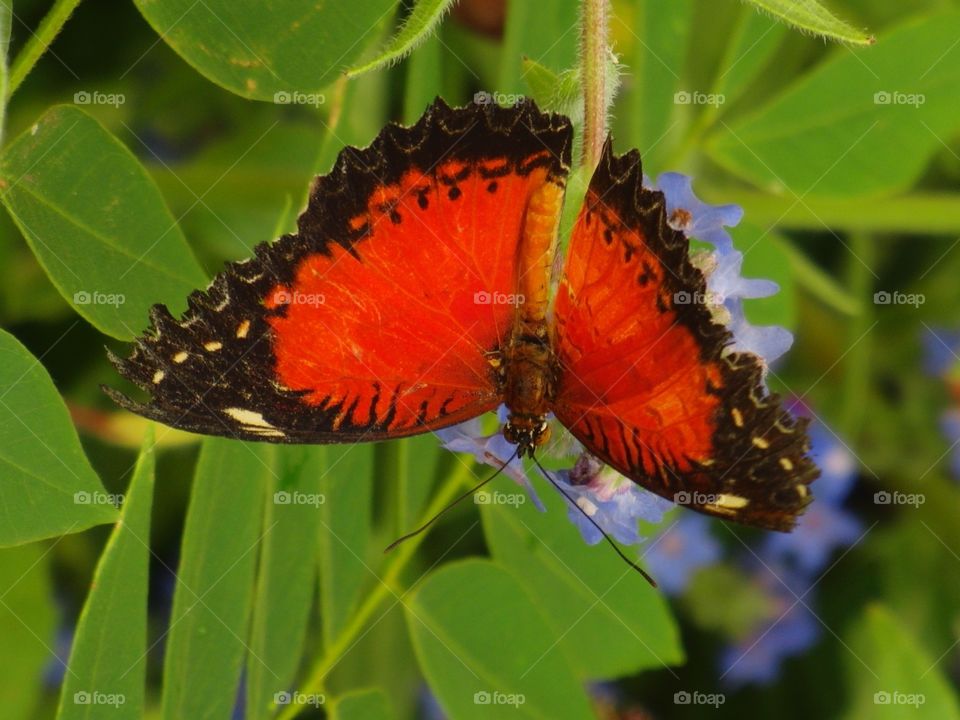 Red butterfly