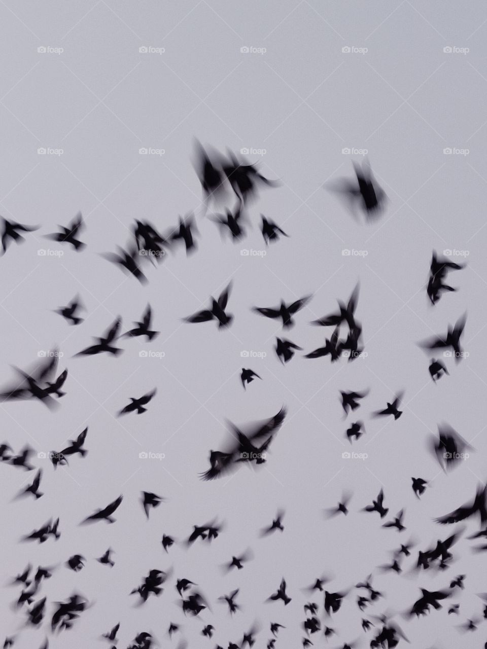 Large pool of beautiful birds.