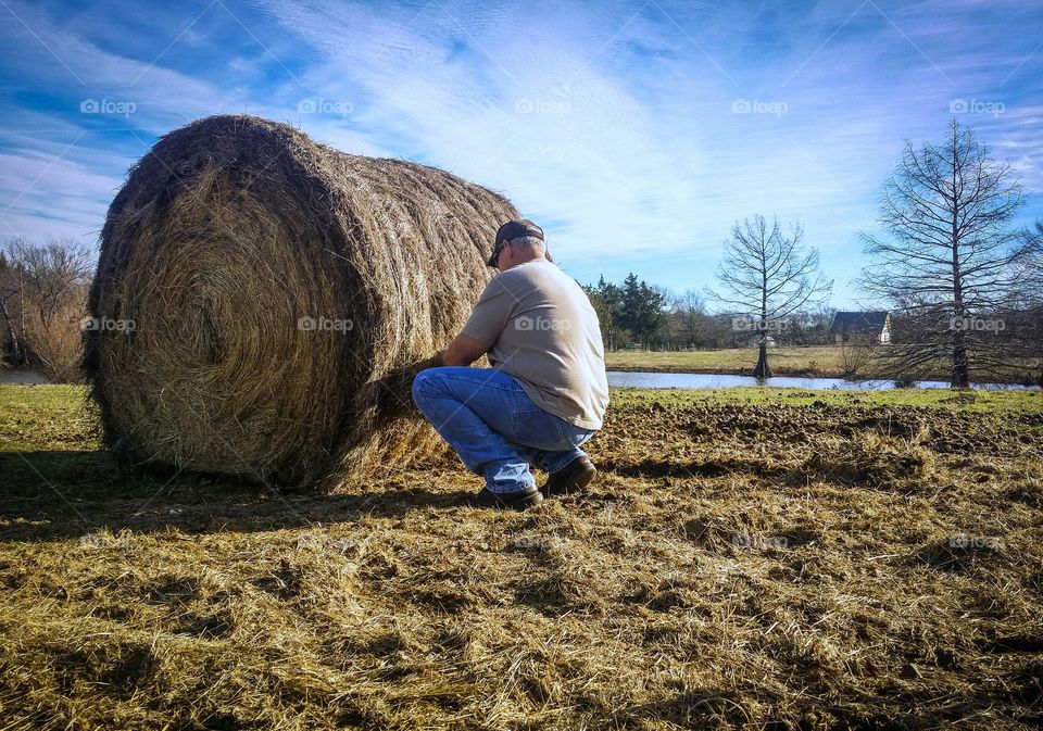A man cutting the strings from a round bail of hay feeding the animals in winter daily routine