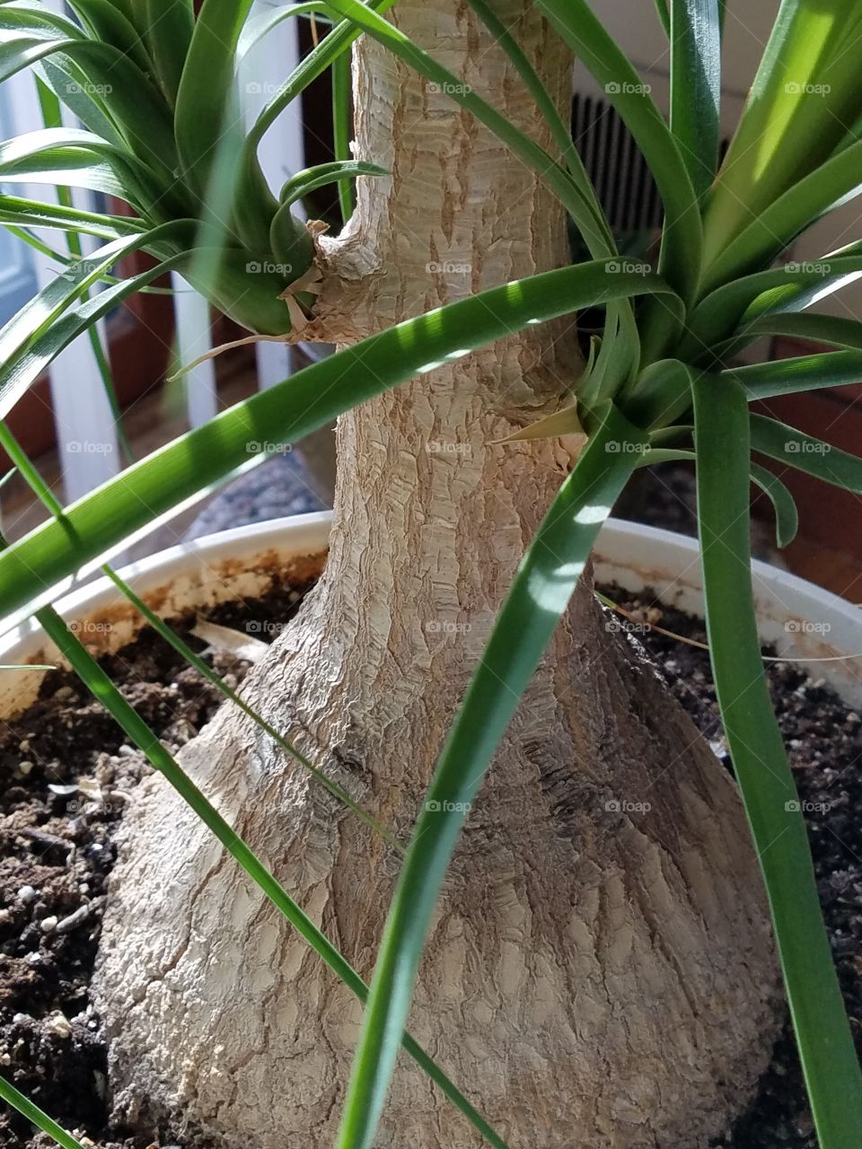 Elephant Palm trunk shape in pot