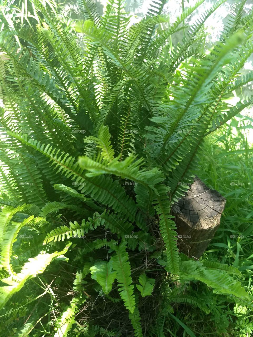 un tronco entre los helechos