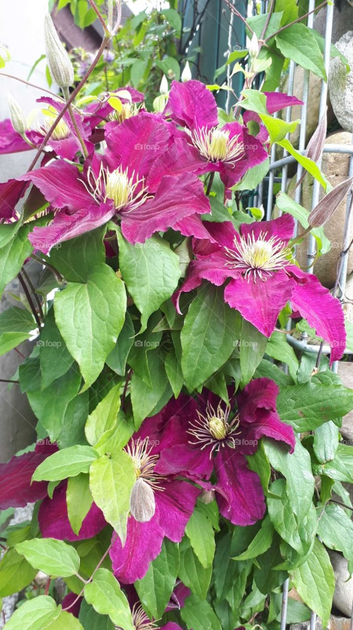 Clematis