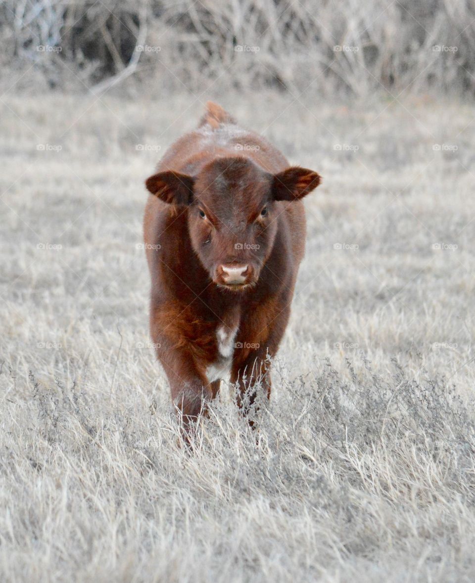 Shorthorn calf in the fall pasture 