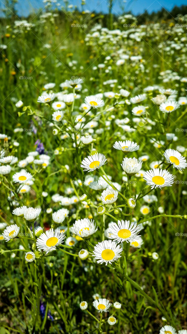 Daisy flowers in the field