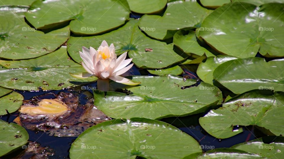 Flower in with lily pads 