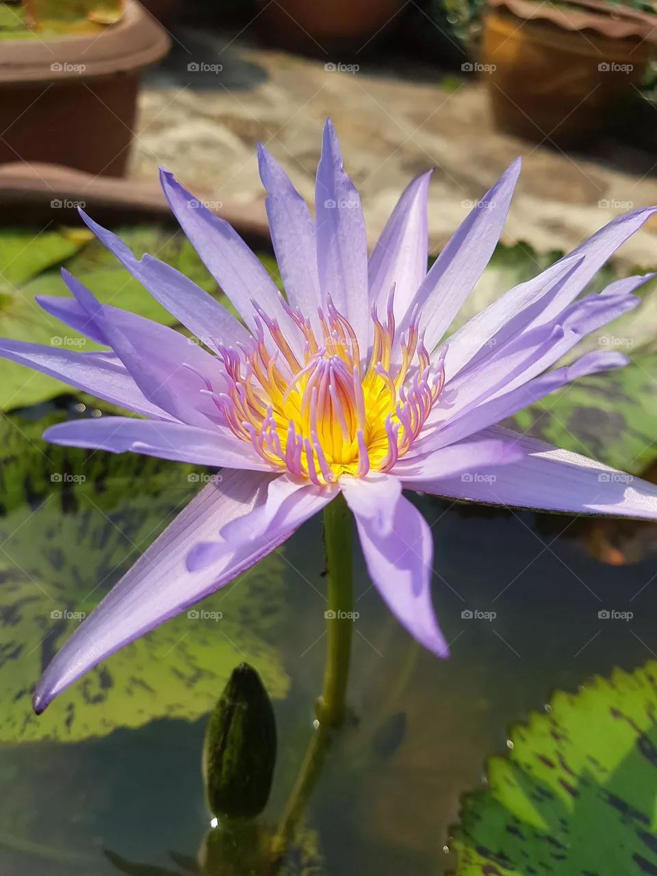 Lotus flower in the garden