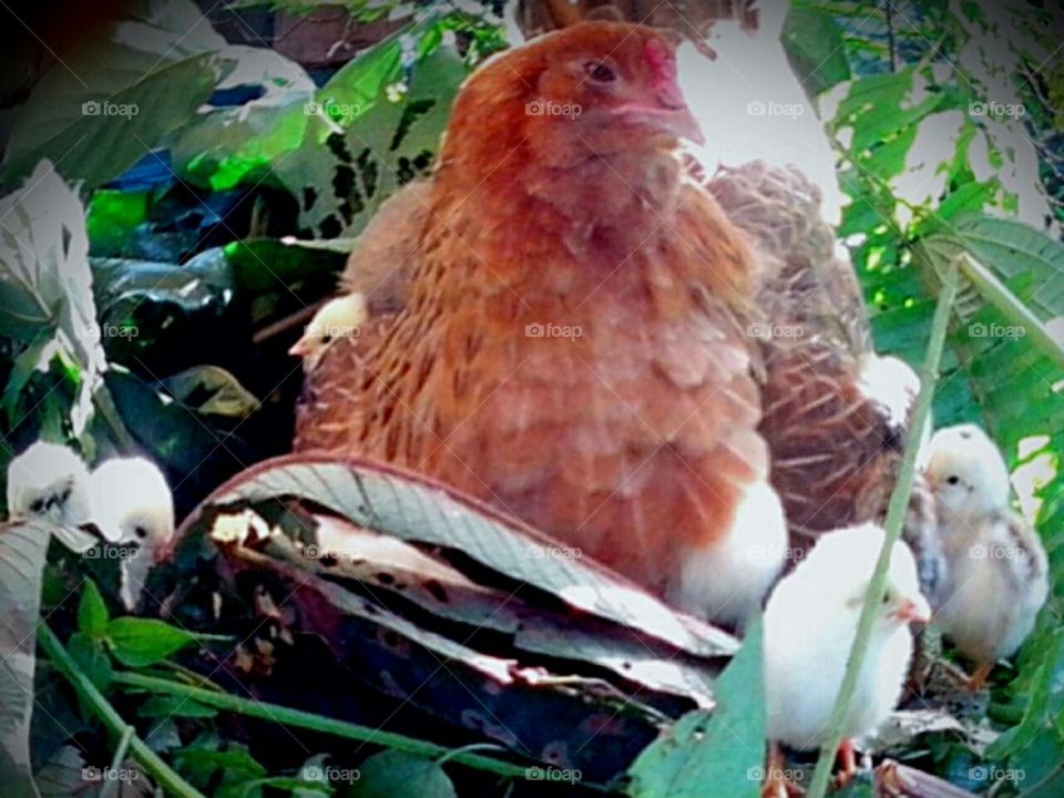 hen and her chicks