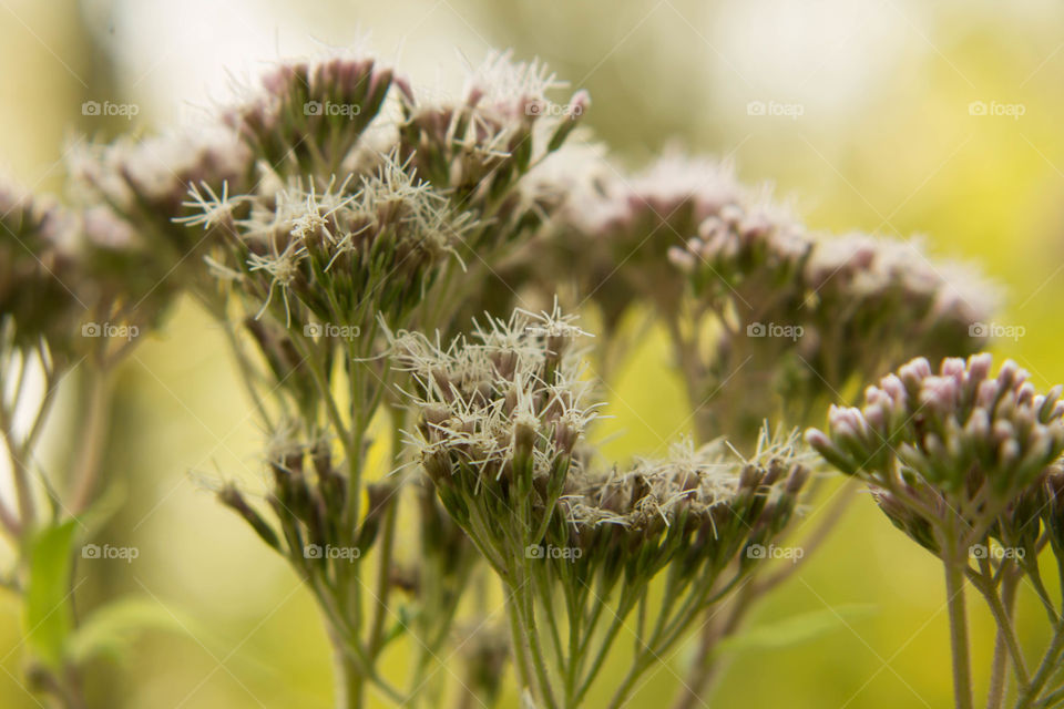 Nature, Flora, Flower, Summer, Leaf