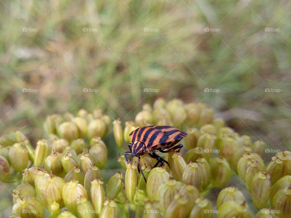 Striped bug on a flower