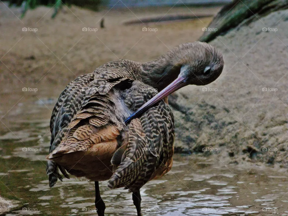 Sea bird