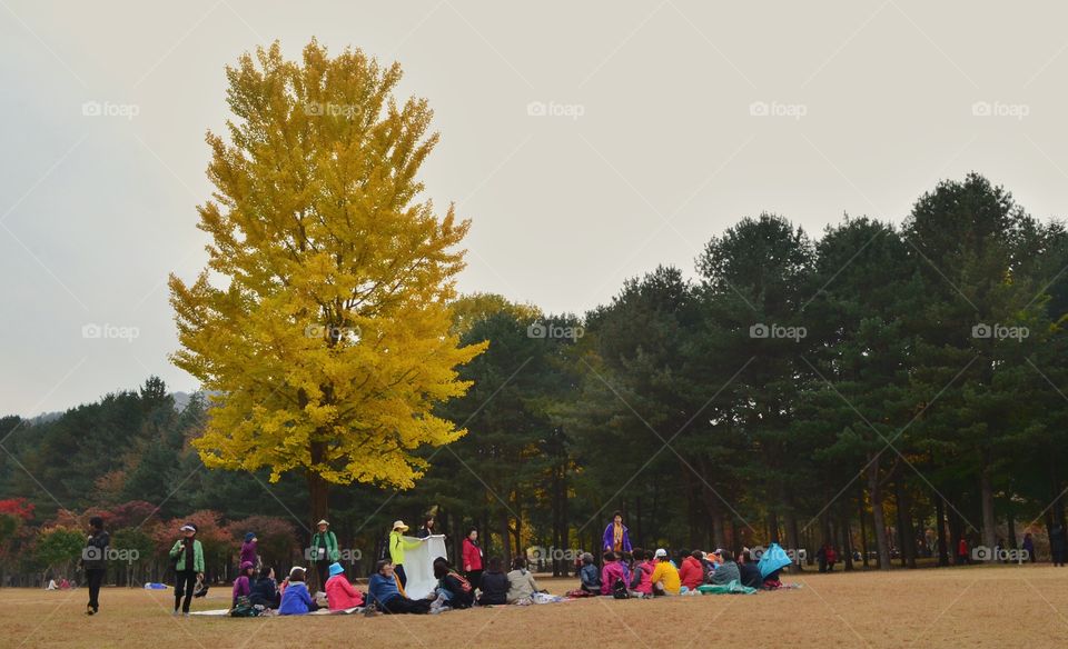 picnic under yellow tree